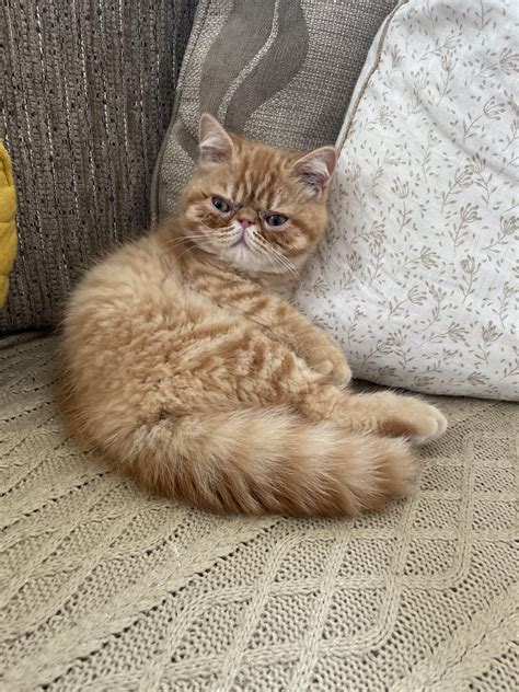 Leo and and his judgey face : r/ExoticShorthair