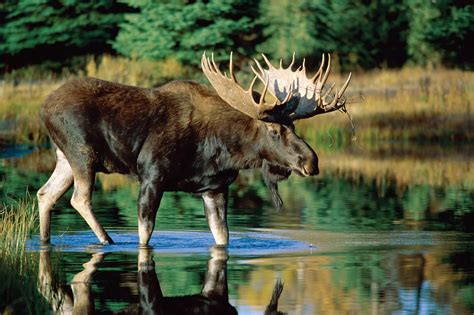 19 Facts About Moose - Facts.net