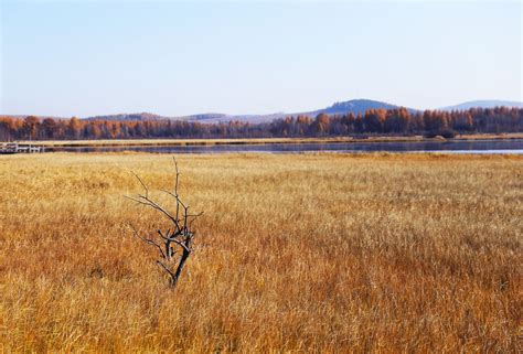 Free Images : marsh, wilderness, field, meadow, prairie, wildlife, autumn, savanna, plain ...