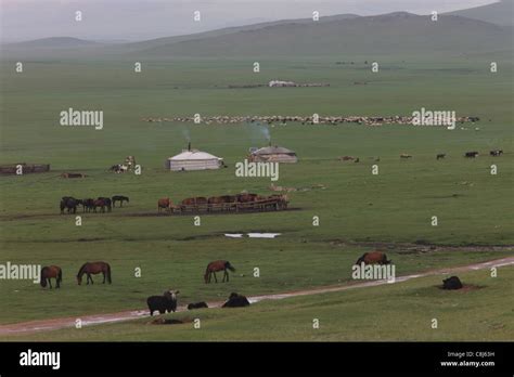 Mongolian Yurt camp, Ger, Mongolia, steppe, nomads, nomad-camp, herds, flocks, drove flocks ...