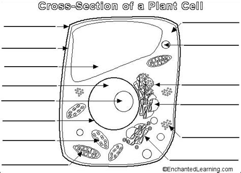 Amyloplast Diagram