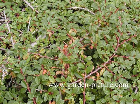 Cotoneaster dammeri 'Mooncreeper' | Japanse tuin, Siergrassen, Klimplanten