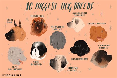 Top 5 Biggest Dog Breeds