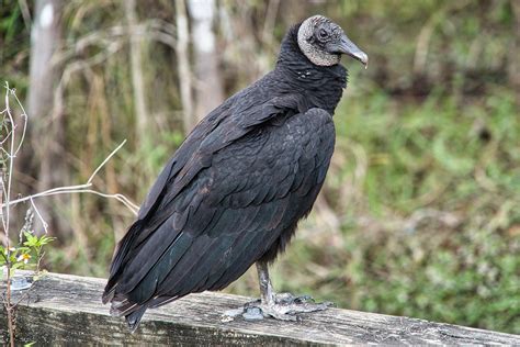 African Vulture Species