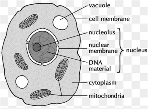 draw the diagram of cytoplasm - Brainly.in