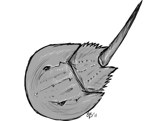 Musings of a Biologist and Dog Lover: Drawing Animals: Horseshoe Crab