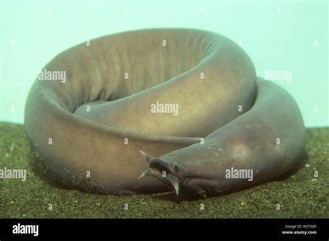 Hagfish Anatomy