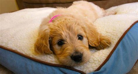 Goldendoodle: Der Golden Retriever Pudel Mischling | Adam Faliq