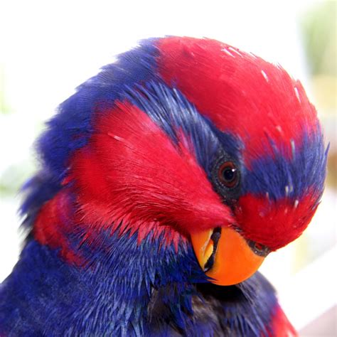 Parrot Encyclopedia | Red-and-blue Lory | World Parrot Trust