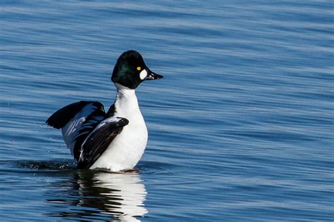 Common Goldeneye – Bird of the Day – Wild Bird Company Saturday Bird Walk 02.20.16 | Flickr