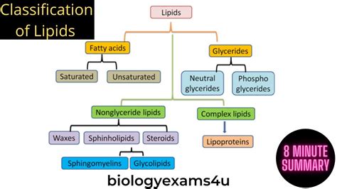 Lipids Examples Biology