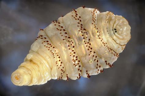 A larva of a human botfly, Dermatobia hominis | 2012 Photomicrography Competition | Nikon’s ...