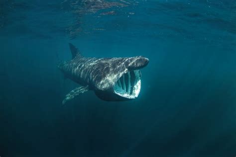 13 Basking Shark Facts - Fact Animal