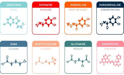 How Do Neurotransmitters Work? - JournalHow