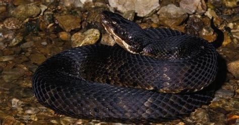 Nixa man dies of suspected cottonmouth snake bite