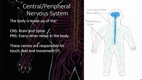 Neuroprosthetics - YouTube