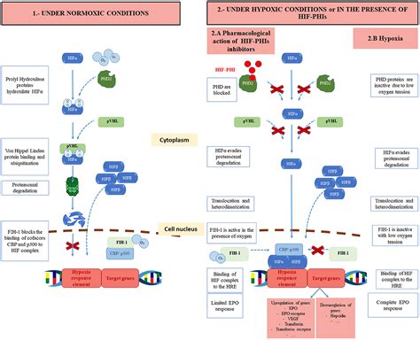 Acute respiratory failure low hematocrit and hemoglobin - tradersdelta