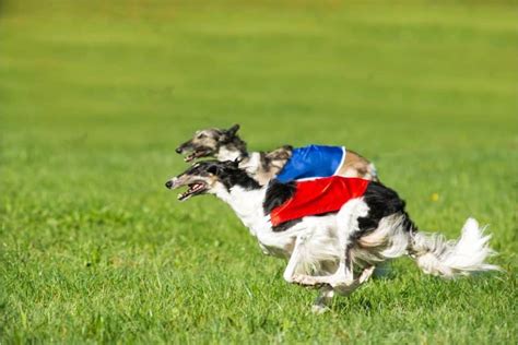 What Are Borzoi Bred For? – Hound Buddy