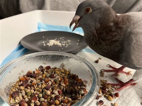 Pigeon Feeding 101: Tips for Nourishing These Feathered Friends - Urban ...