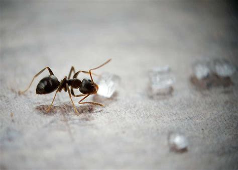 Sugar Ants Guide (4 Types) How to Get Rid of Sugar Ants » The Buginator