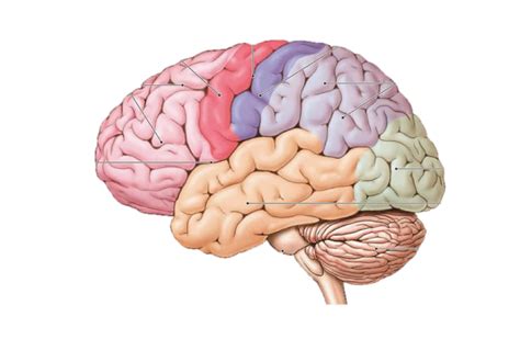 Left Cerebral Hemisphere (side view) Diagram | Quizlet