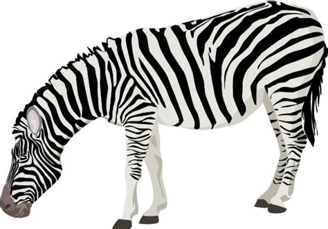 Zebra PNG Transparent Images | PNG All