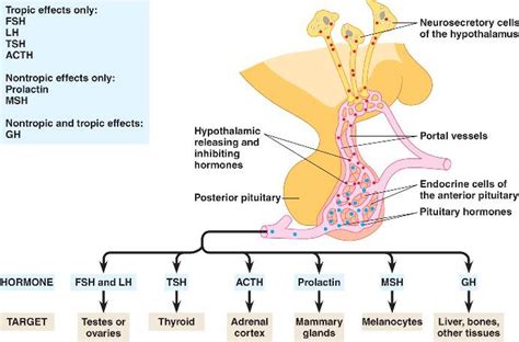 adenohypophysis.html 45_08AntPituitaryHormones.jpg