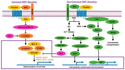 Wnt beta catenin Signaling Pathway - AnyGenes