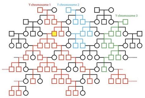 genesis family tree adam and eve - Anastasia Archer