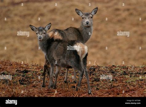 Red Deer Scotland Stock Photo - Alamy