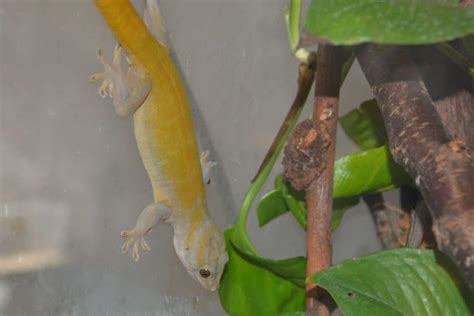 Golden Gecko - Learn About Nature