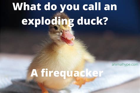 32 Funny Duck Puns That Will Quack You Up - Animal Hype