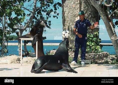 Trained sea Lion balancing ball on its nose near Guardalavaca, Holguin, Cuba Stock Photo - Alamy