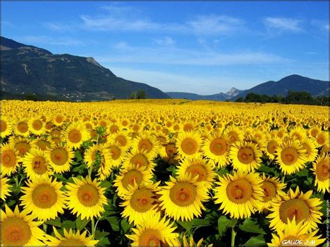 Photo Champ de tournesols 2711 | Champs de tournesol, Paysage de ...