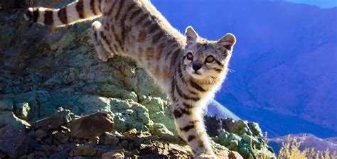 The Andean Mountain Cat | Critter Science