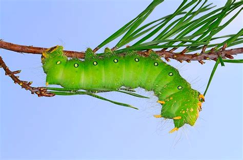 Caterpillar Identification Guide: Find Your Caterpillar With Photos and Descriptions - Owlcation