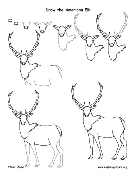 Elk (American) Drawing Lesson