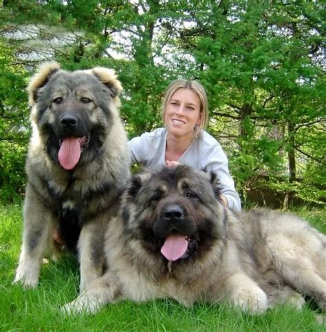 Pin on Caucasian shepherd dog