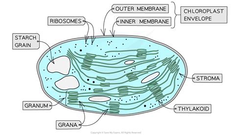 CIE A Level Biology复习笔记13.1.1 Chloroplasts-翰林国际教育