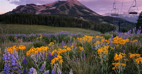 Going to Crested Butte's Wildflower Festival? Here's everything you'll ...