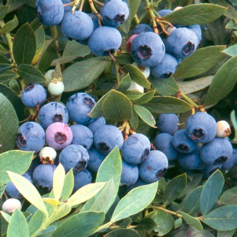 Blueberry Sunshine Blue 150mm Pot - Dawsons Garden World