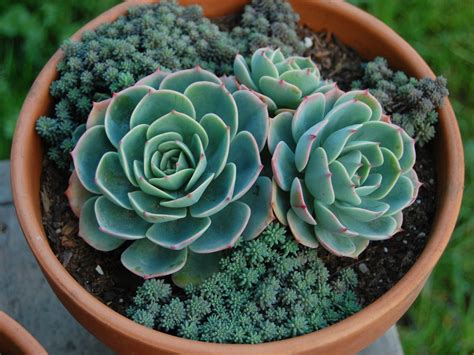 Echeveria 'Imbricata' (Blue Rose) - World of Succulents