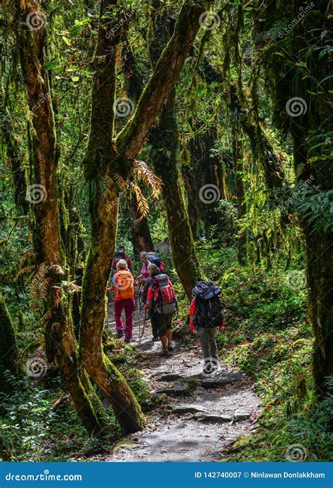 People Trekking in a Forest Editorial Photography - Image of aged ...