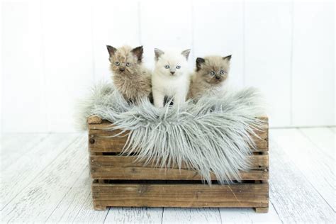 *Lambkin - Rare and Exotic Feline Registry