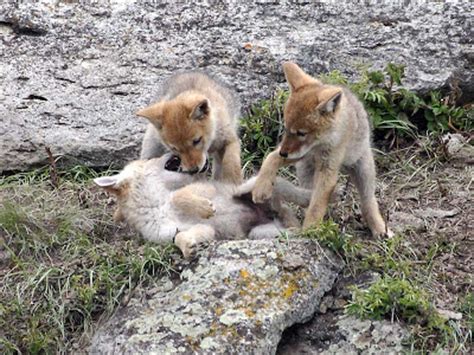 Ecobirder: Coyote Pups