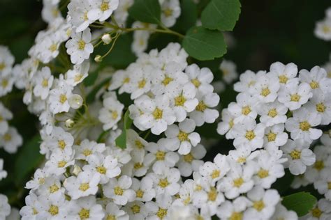 Snowmound Spirea is a late spring to early summer flowering shrub.