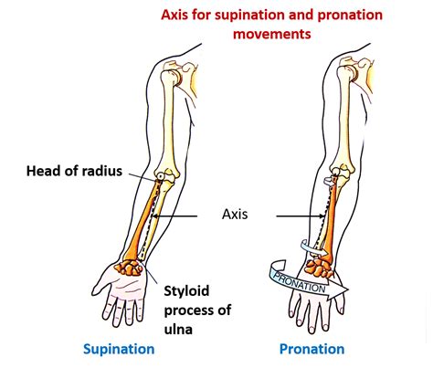 Radioulnar Joints - Supination and Pronation - Anatomy QA