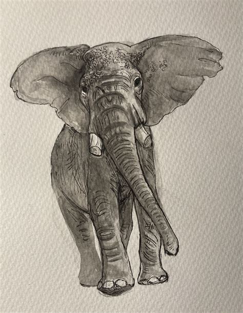 Elephant watercolor sketch by me : r/drawing