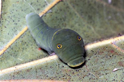 Tiger Swallowtail Caterpillar Photograph by Harry Rogers - Pixels