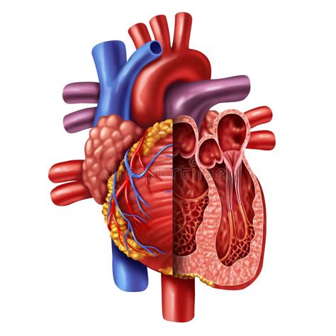 Heart Anatomy Stock Illustrations – 50,172 Heart Anatomy Stock Illustrations, Vectors & Clipart ...